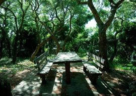 Woods and Picnic Areas
