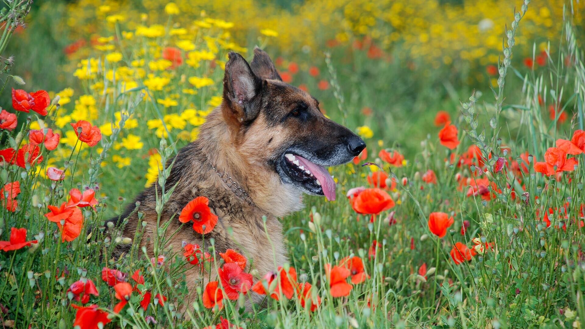 West of Sicily - Vacanza con il cane in Sicilia | © Archivio West of Sicily