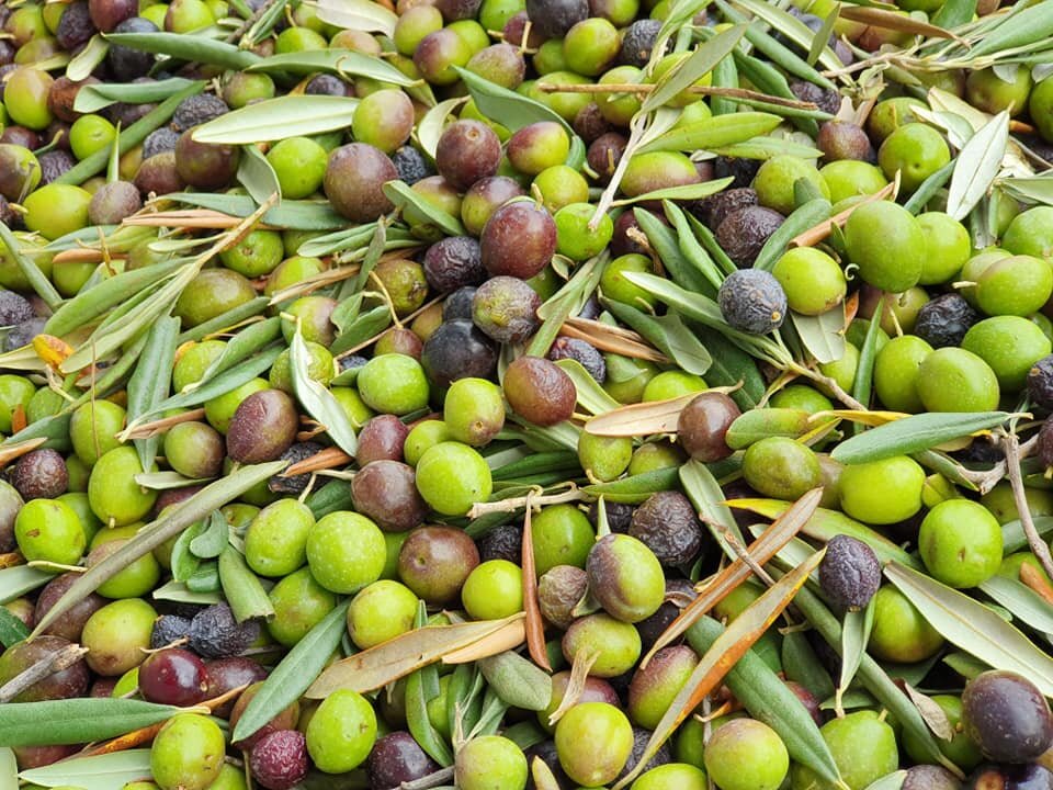 Olio Novello