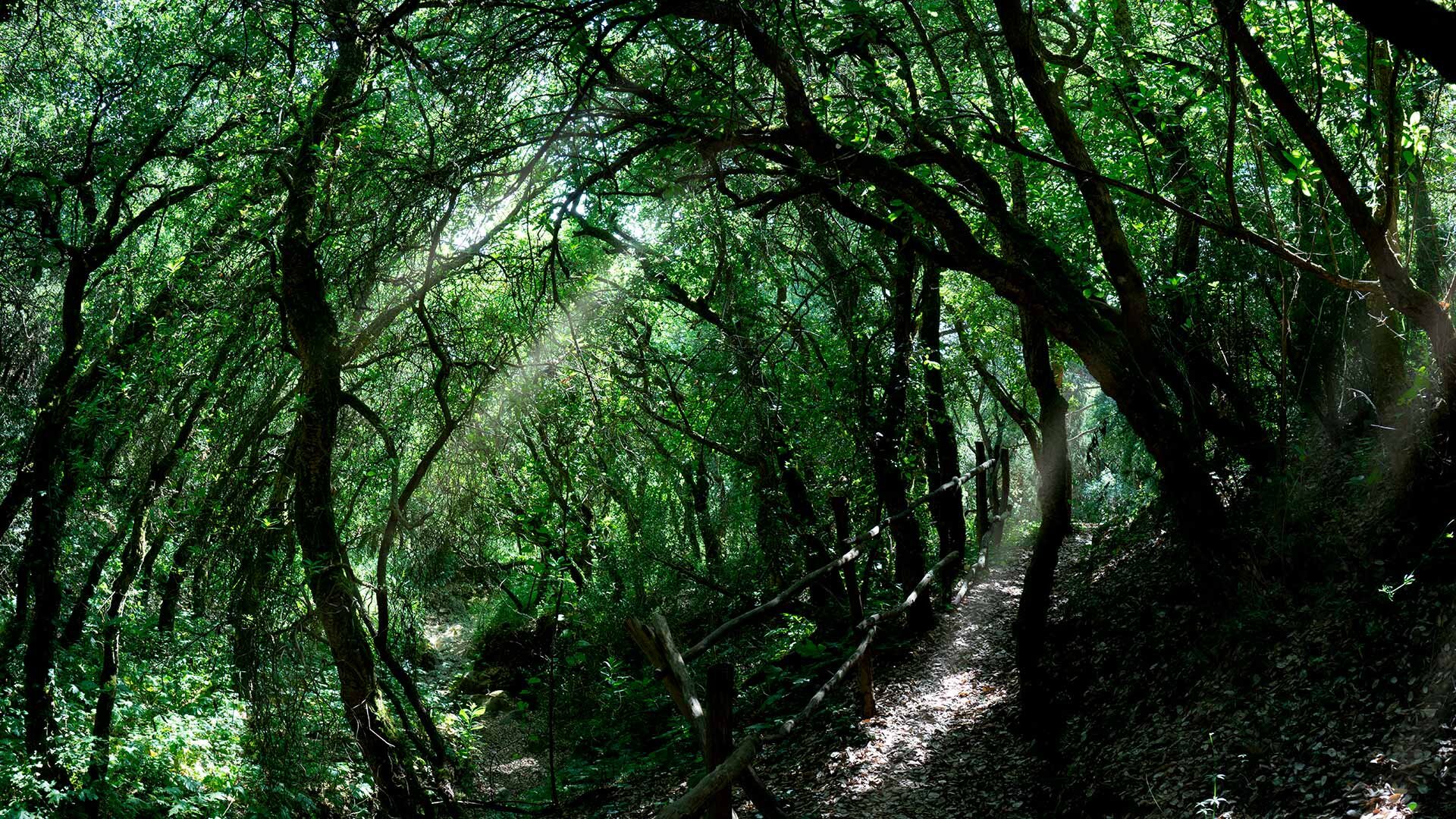 Bosco Scorace Buseto Palizzolo | © Archivio West of Sicily