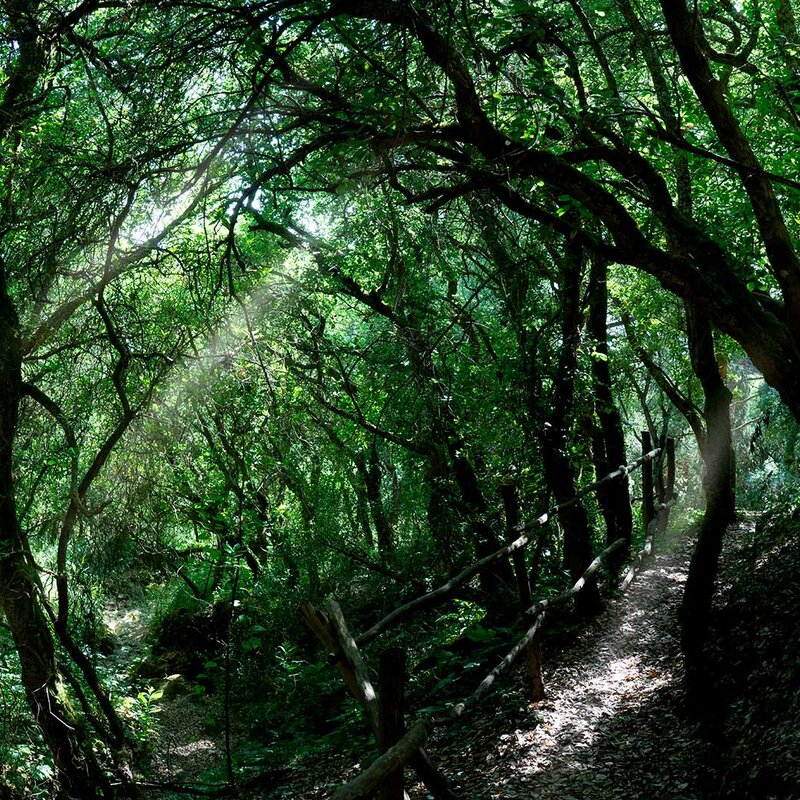 Bosco Scorace Buseto Palizzolo | © Archivio West of Sicily