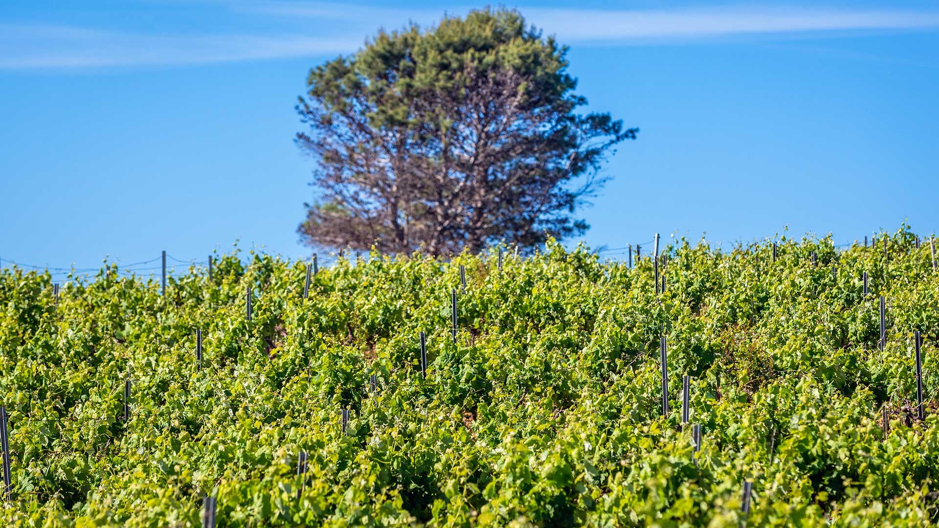 Vignobles de Salemi 