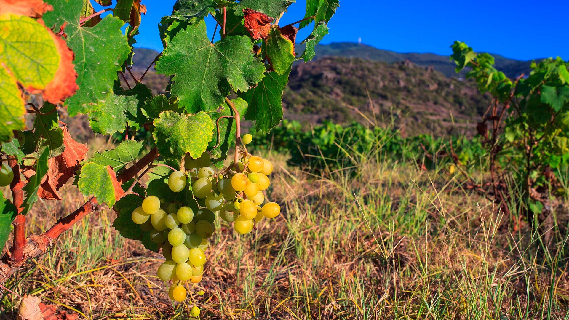 Moscati di Pantelleria