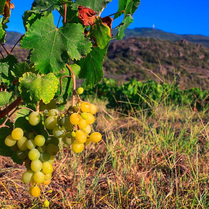 Moscati di Pantelleria