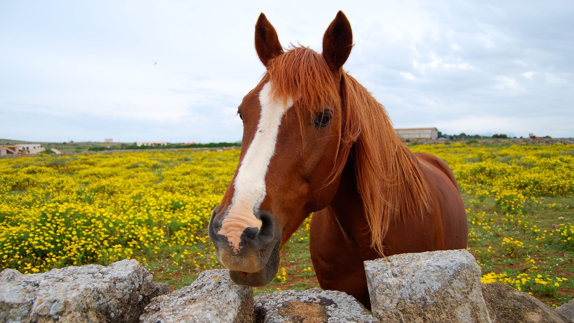 A cavallo della natura