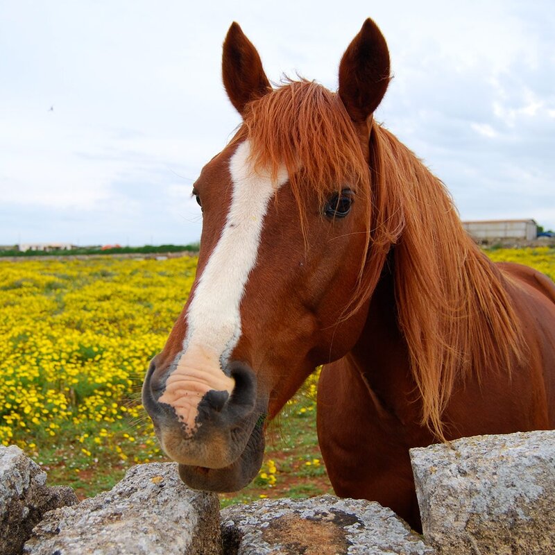 A cavallo della natura